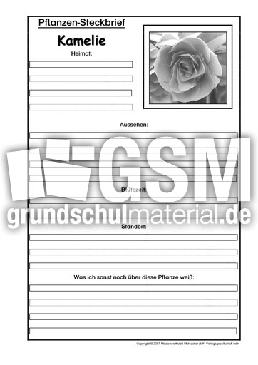 Pflanzensteckbrief-Kamelie-SW.pdf